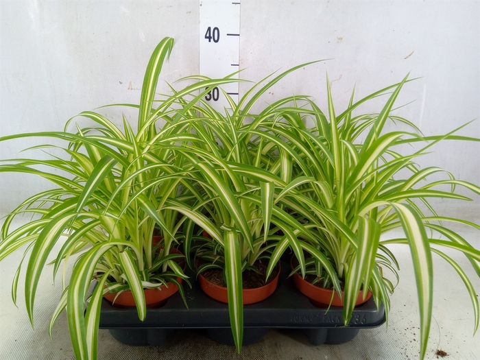 <h4>Chlorophytum com. 'Variegatum'</h4>