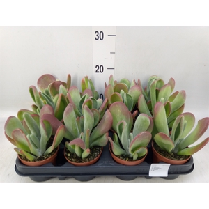 Kalanchoe NF   ...
