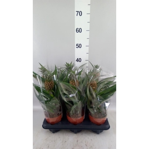 Ananas  'Rosita'