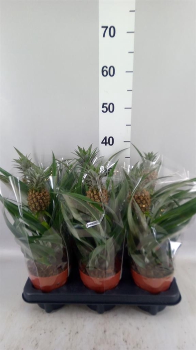 <h4>Ananas 'Rosita'</h4>