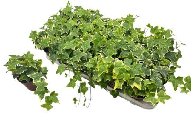 <h4>HED HE GOLDCHILD</h4>