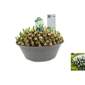 Muscari Siberian Tiger