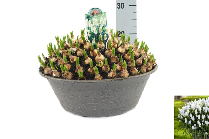 <h4>Muscari Siberian Tiger</h4>