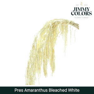 Dried Amaranthus White