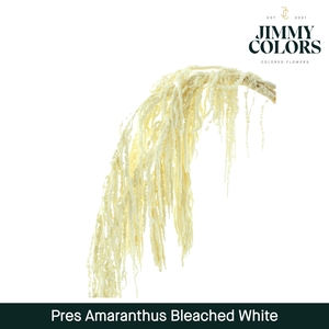 Dried Amaranthus White
