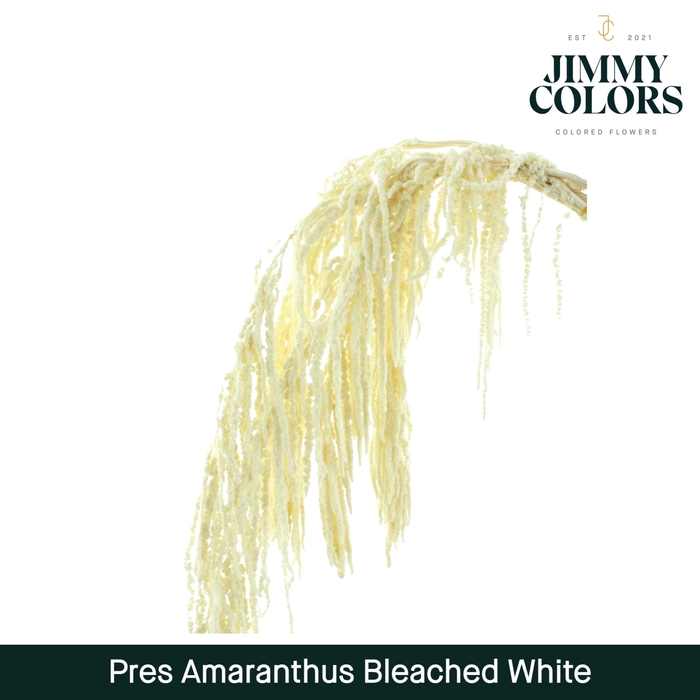 <h4>Dried Amaranthus White</h4>