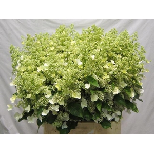 HORT PAN KYUSHU