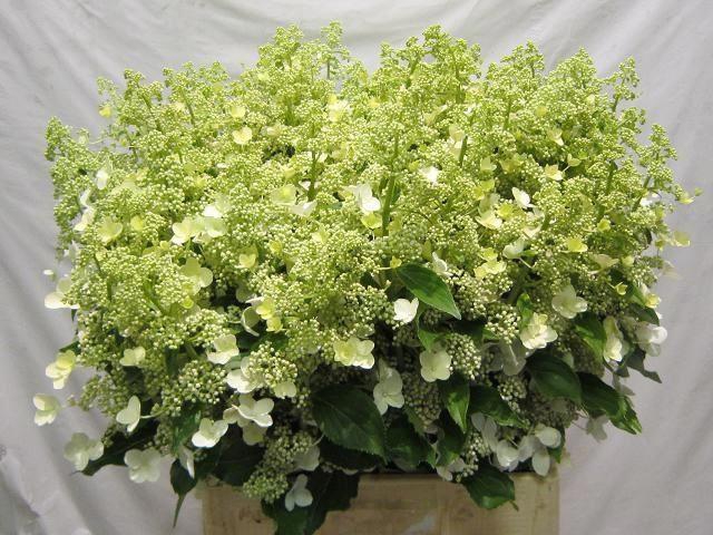 <h4>HORT PAN KYUSHU</h4>