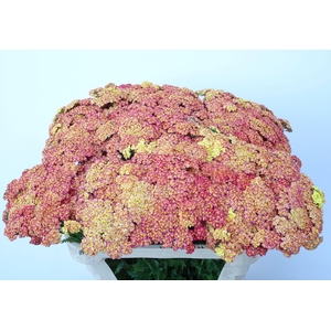 Achillea M Apricot