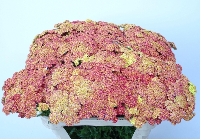 <h4>Achillea M Apricot</h4>