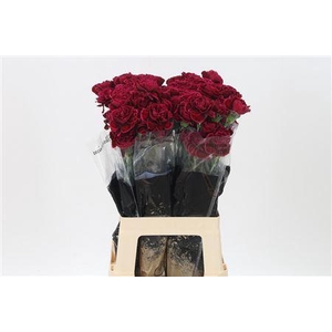 Di St Nobbio Velluto