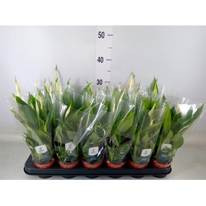 Spathiphyllum  'Chopin'