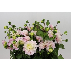 Dahlia Sweet Nathalie