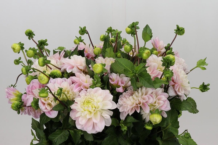 <h4>Dahlia Sweet Nathalie</h4>