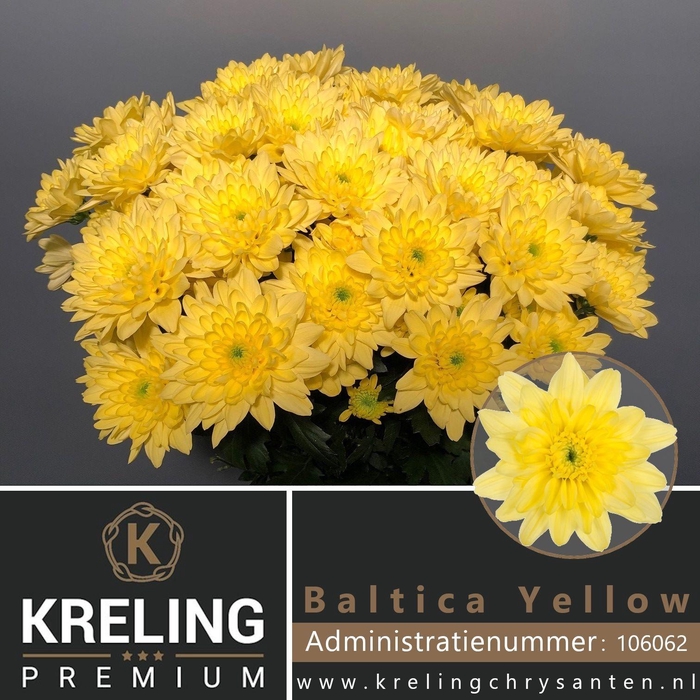 <h4>Chr T Baltica Yellow</h4>