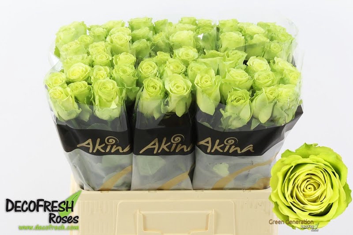 <h4>R Gr Green Generation Extra Akina</h4>