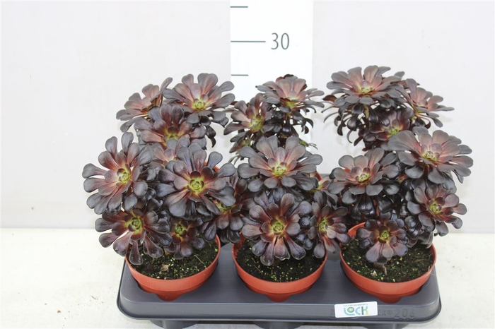 <h4>Aeonium Nigrum</h4>