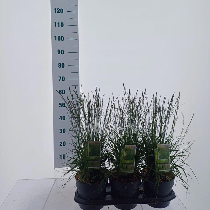<h4>Molinia caerulea</h4>
