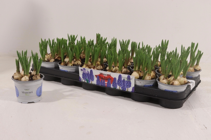 <h4>MUSCAR BIG SMILE</h4>