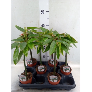 Begonia  'Tamaya'