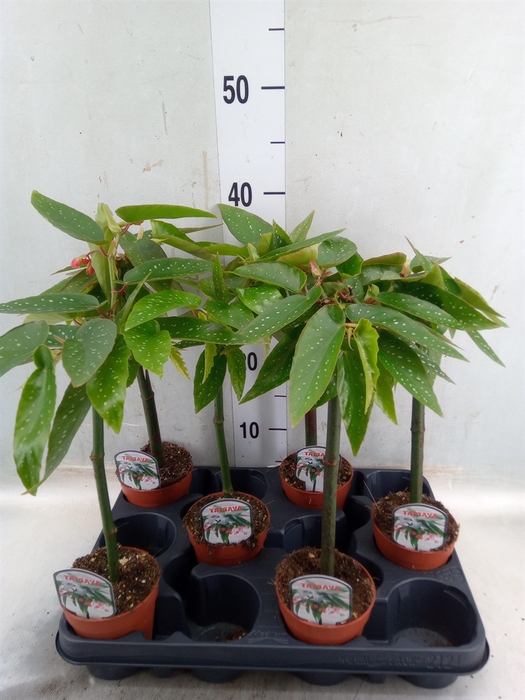 <h4>Begonia  'Tamaya'</h4>