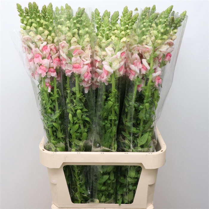 <h4>Antir Op Apple Blossom</h4>