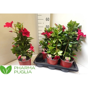 MANDE RIO DEEP RED