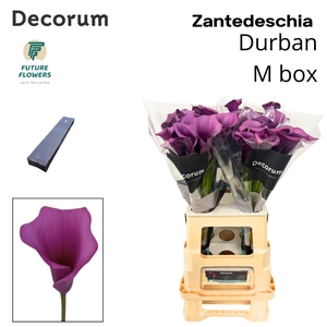 ZANT DURBAN MEDIUM BOX 70 CM 20 ST.