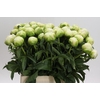 Paeonia Brother Chuck