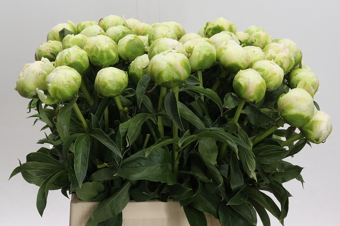 Paeonia Brother Chuck