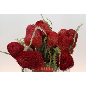 Banksia Speciosa Red