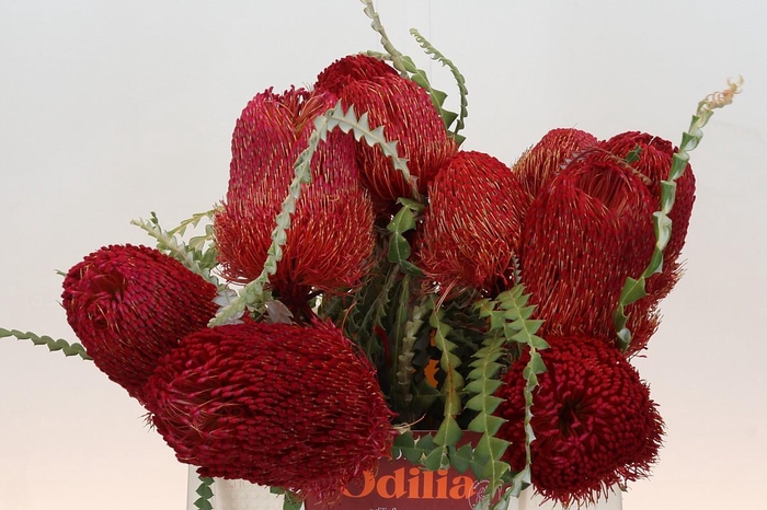 <h4>Banksia Speciosa Red</h4>