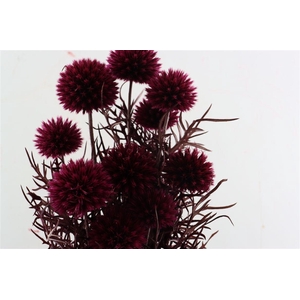 Pres Echinops 10pc Cerise Bunch