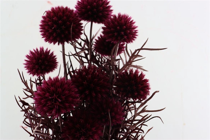 <h4>Pres Echinops 10pc Dark Pink Bunch</h4>