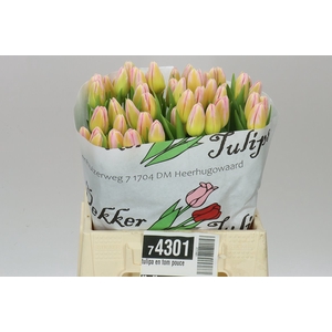 Tulipa En Tom Pouce