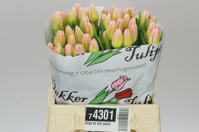 Tulipa En Tom Pouce