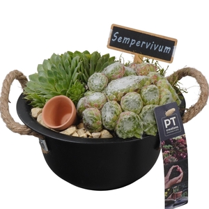 PTS7316 Arrangement Sempervivum in metalen schaal