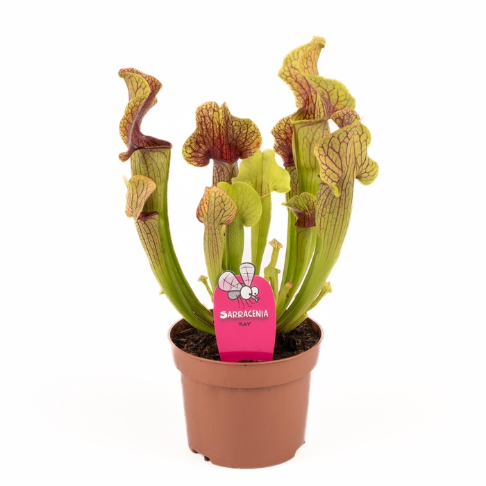 <h4>Sarracenia Ray</h4>