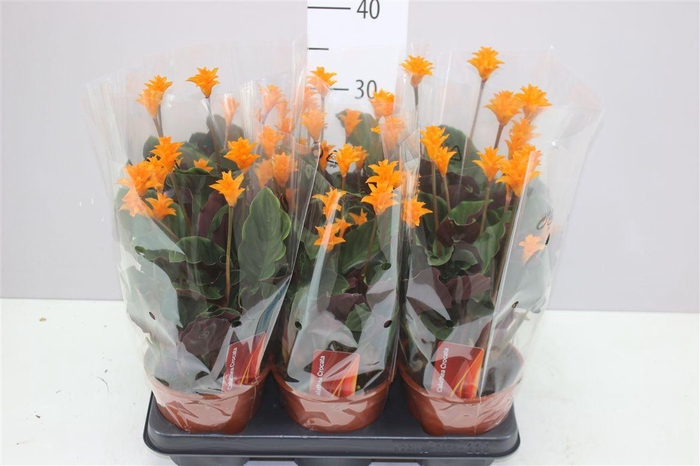 <h4>Calathea Crocata 7+</h4>