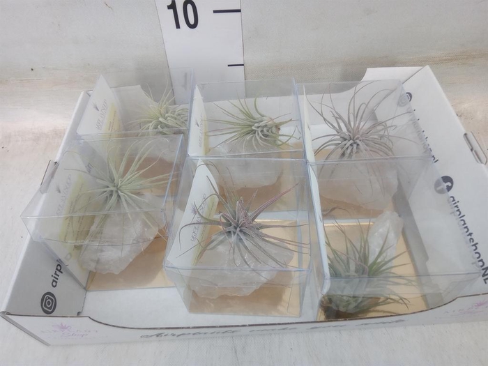 <h4>Tillandsia</h4>