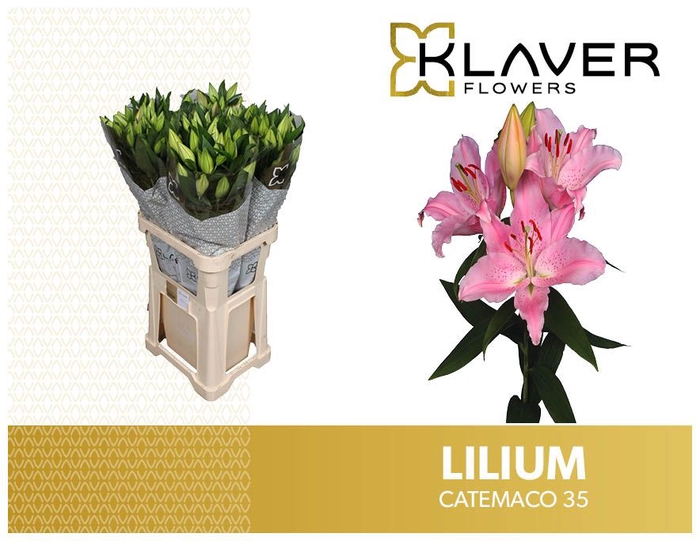 <h4>LI OR CATEMACO 30</h4>