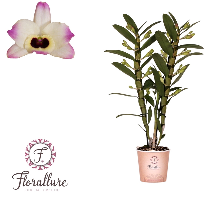 <h4>Dendrobium nobile 'Sunny Eyes'</h4>