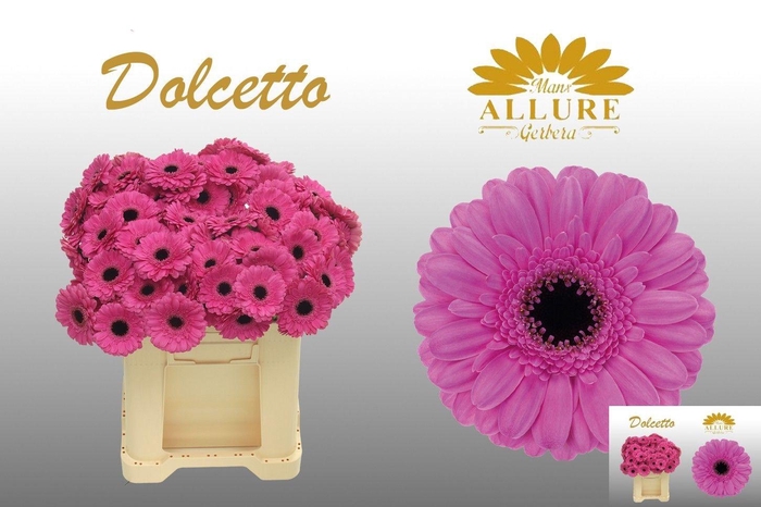 <h4>GE MI DOLCETTO</h4>