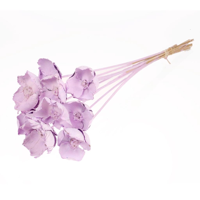 <h4>Palmcup O/s 10pc Lilac Misty</h4>