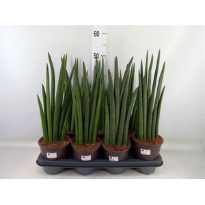 Sansevieria cyl.  ...