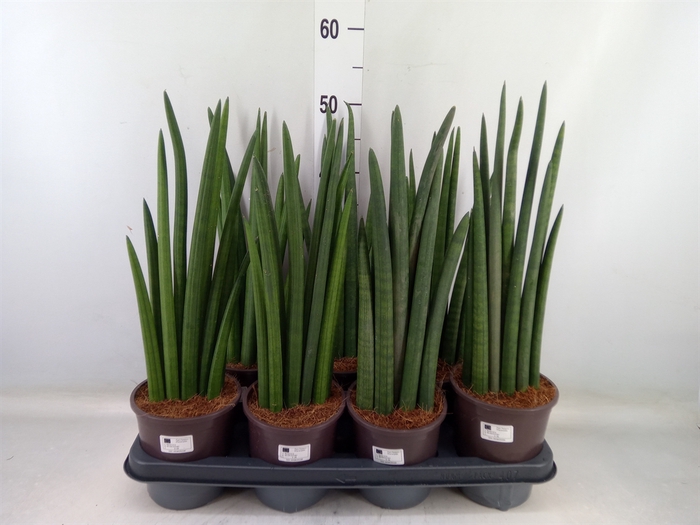 <h4>Sansevieria cyl.  ...</h4>