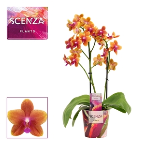 Phalaenopsis perfíum 2 tak Bolgheri (Scenza)