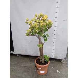 Crassula ovata 'Sunset'