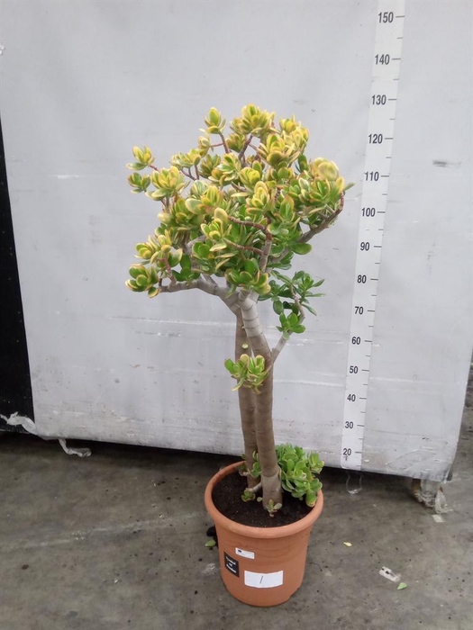 <h4>Crassula ovata 'Sunset'</h4>