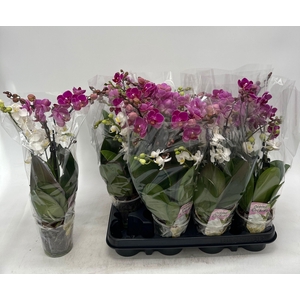 PHAL OV